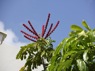 Vakantiehuis Lagun Curacao